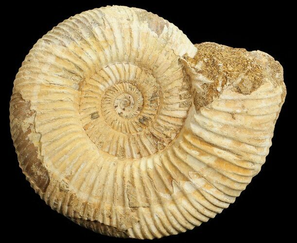 Perisphinctes Ammonite - Jurassic #68203